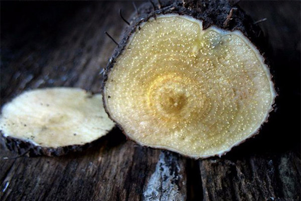 Tipus de compostos medicinals amb una arrel d'adam