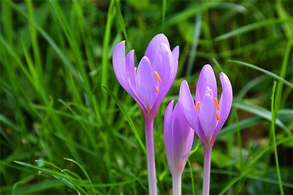 Colchicum i folkemedisin