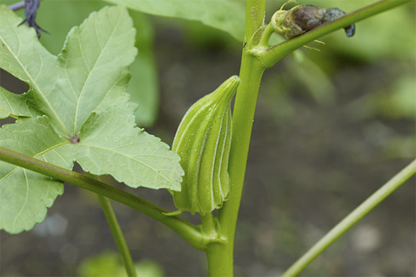 Fets interessants sobre okra