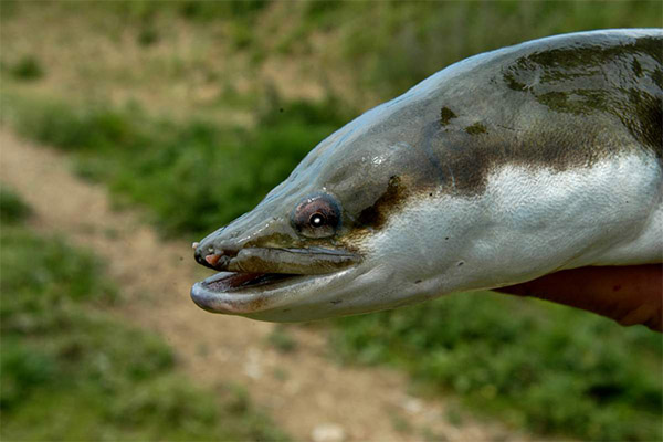 Fets interessants sobre l'anguila