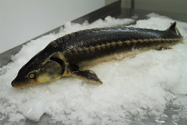 Hvordan velge og lagre stør