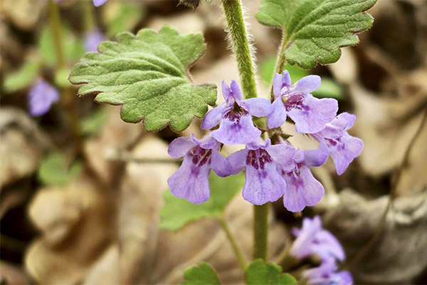 Kontraindikasjoner for bruk av budra