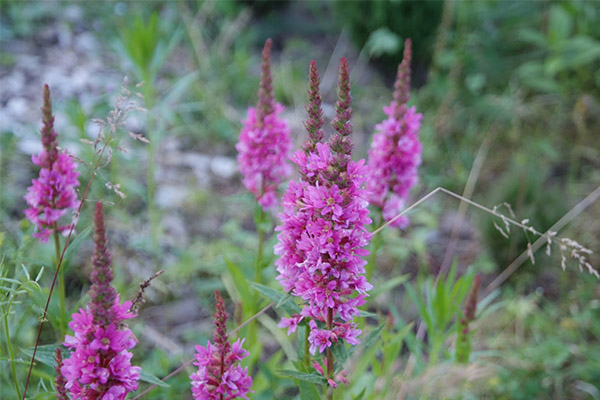 Kontra loosestrife