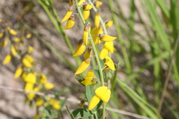 Kontraindikasjoner for bruk av dyrefarging
