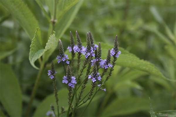 Verbena officinalis ในยาแผนโบราณ