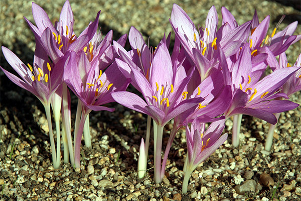 Typer medisinske forbindelser med colchicum