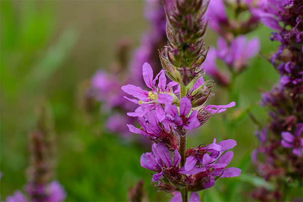 Typer medisinske formuleringer med loosestrife