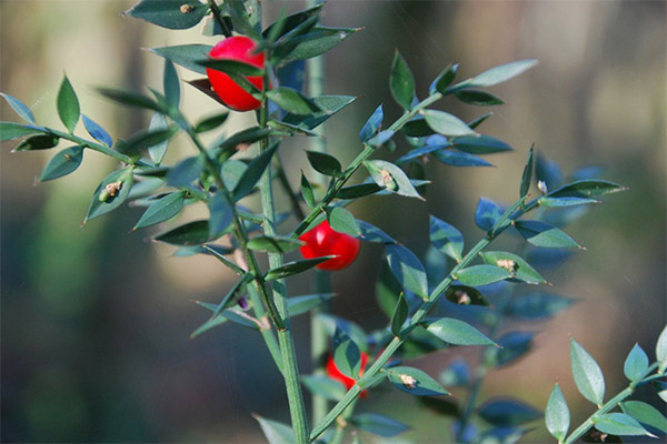 Typer legende forbindelser med en nål