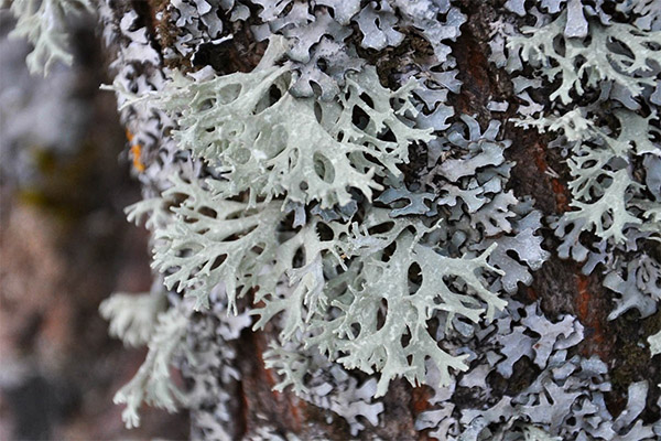 Typer medisinske forbindelser med parmelia