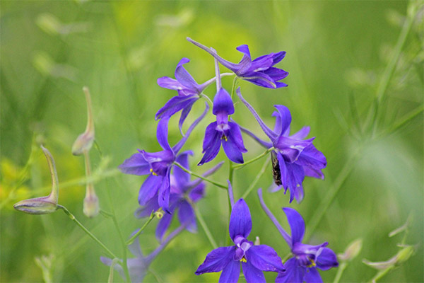 larkspur