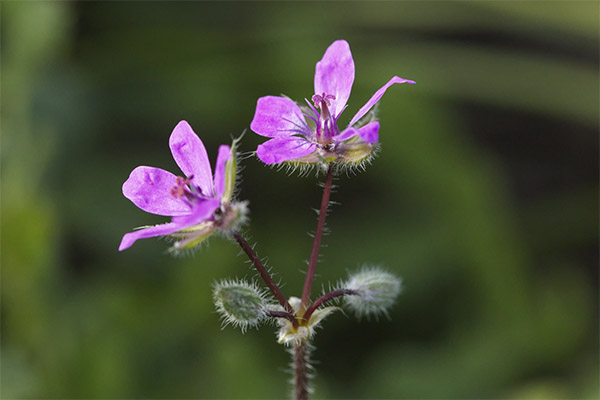 Cigonya en medicina popular