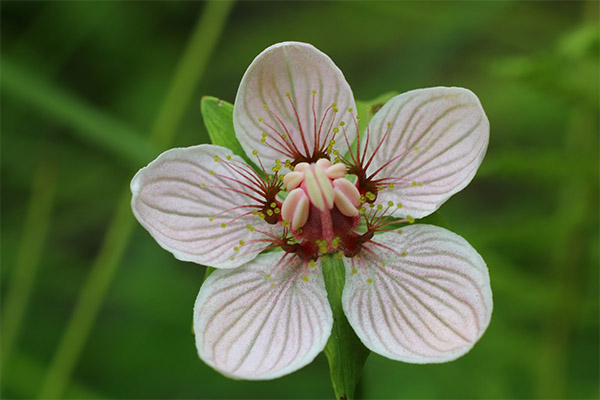 บึงเบโลโซร์