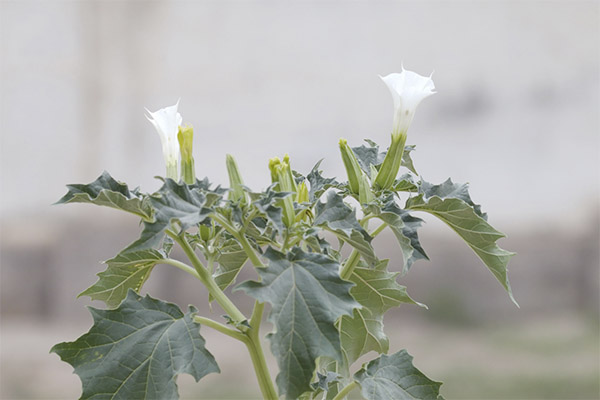 Datura i folkemedisin