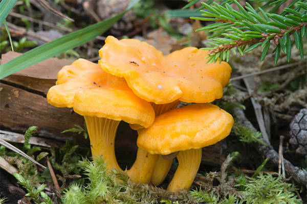 Fets sobre els xampinyons de chanterelle