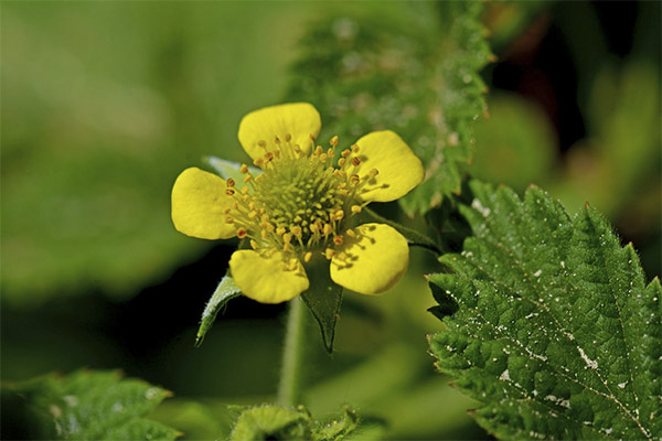 Gravelate i folkemedisin