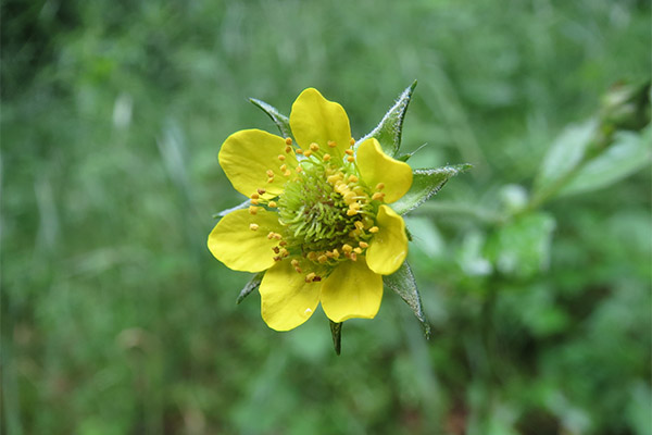 avens