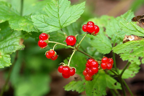 Fets interessants sobre l’os