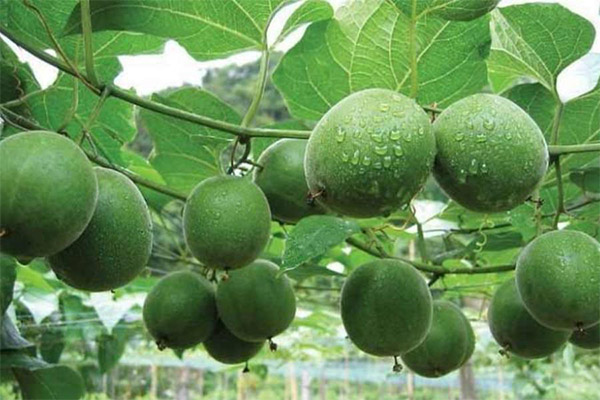 Interessante fakta om arhat