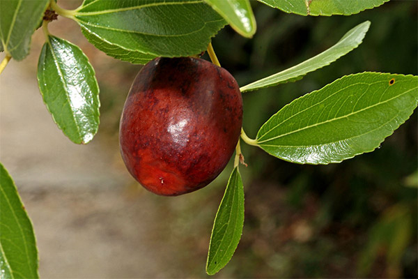 Fets interessants sobre unabi