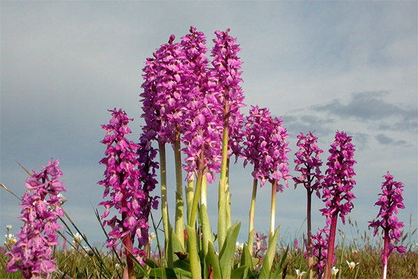 Orchis i folkemedisin