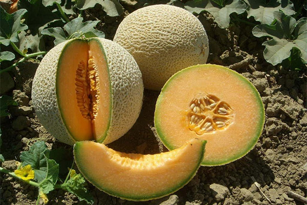 Hvordan dyrke en cantaloupe