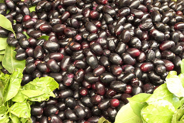 Noe som kan skade jambolan