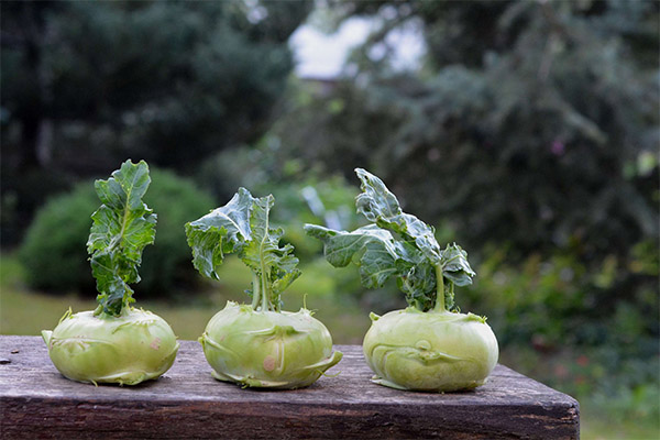 Kohlrabi kål i medisin