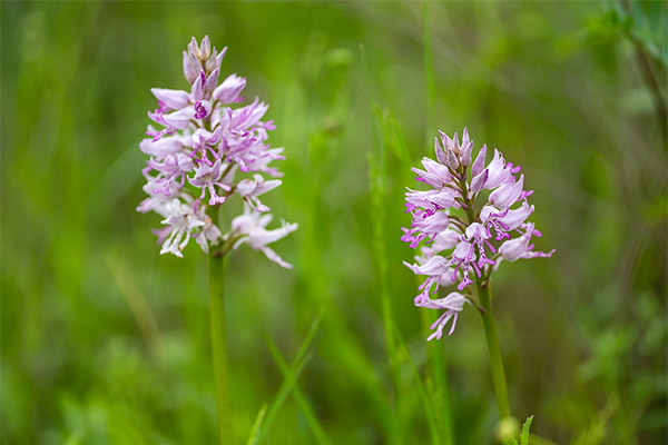 De helbredende egenskapene til orchis