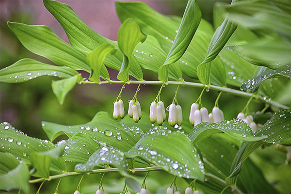 Medisinske egenskaper kjøpt