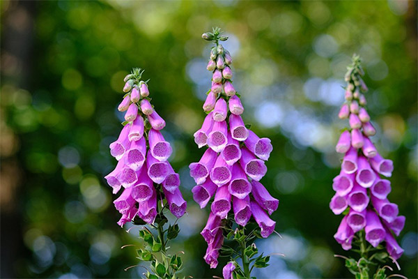 Digitalis i folkemedisin