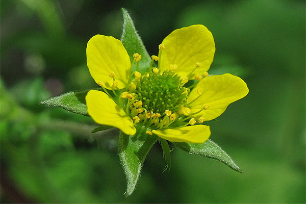 Bruken av gravilat i kosmetologi