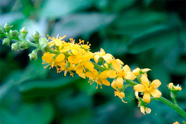 Anvendelse av repeshka i kosmetologi