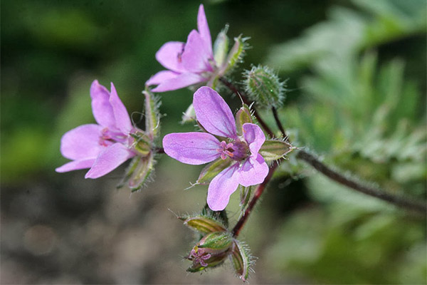 Contraindicacions a l’ús de la cigonya