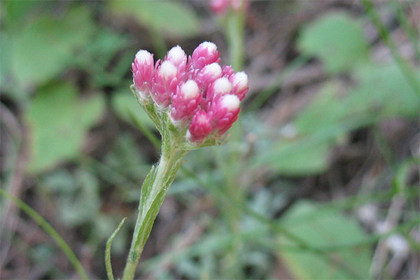Kontraindikasjoner for bruk av kattens føtter