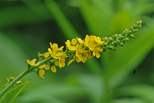 agrimony