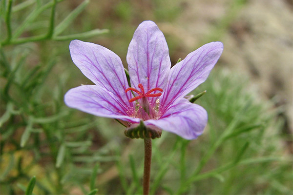 Tipus de compostos medicinals amb cigonya