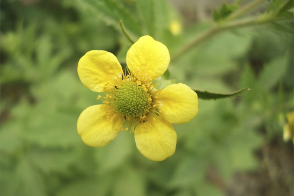 Typer legende forbindelser med gravilat