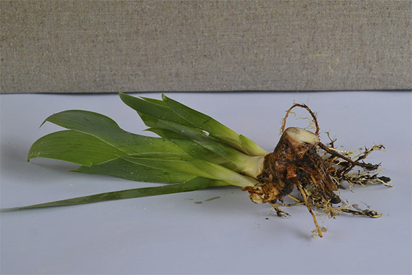 Typer medisinske forbindelser med iris