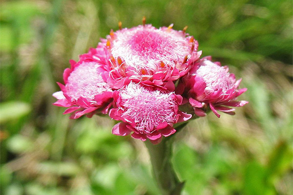 Typer av Cat Paw Healing Compounds