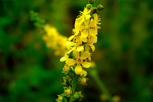 Typer medisinske forbindelser med masse